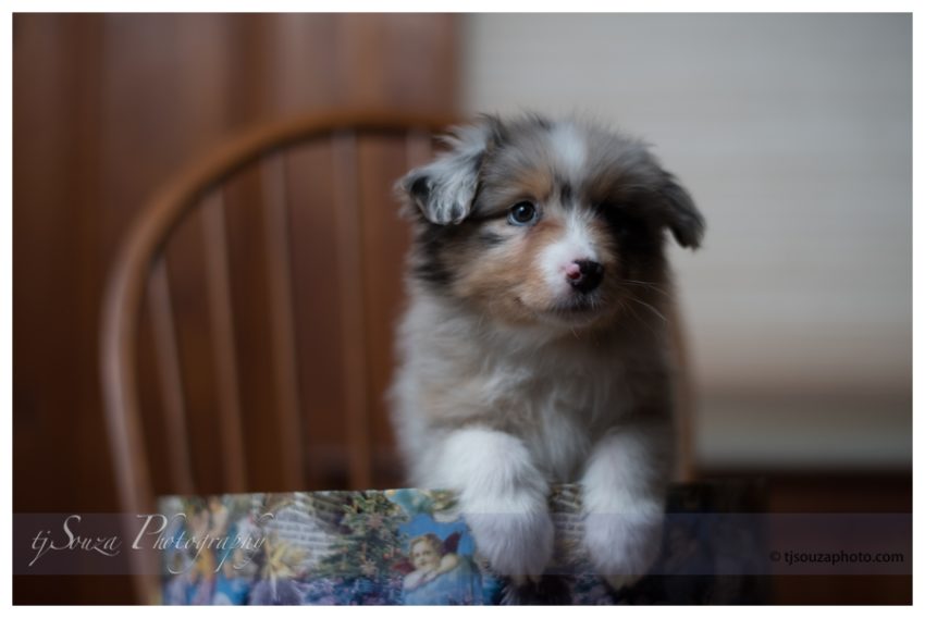 aussie puppy photos